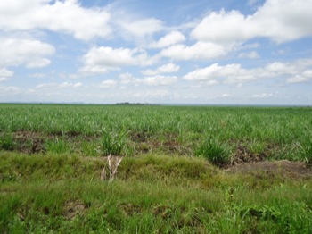 sugar field